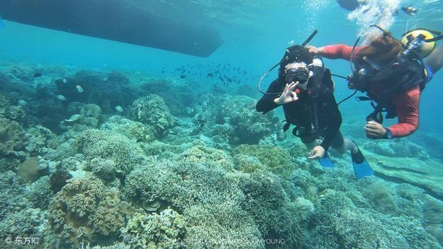 冷知识分享平台-深入探索魅影直播苹果版怎么下载的世界